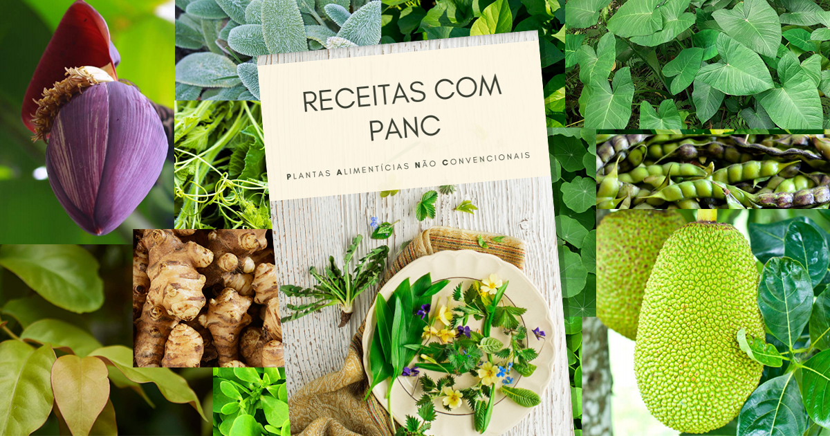“PANC na veia”: estratégias de divulgação das Plantas Alimentícias Não Convencionais como ferramentas de promoção do consumo de frutas, legumes e verduras e de ambientes alimentares saudáveis e sustentáveis